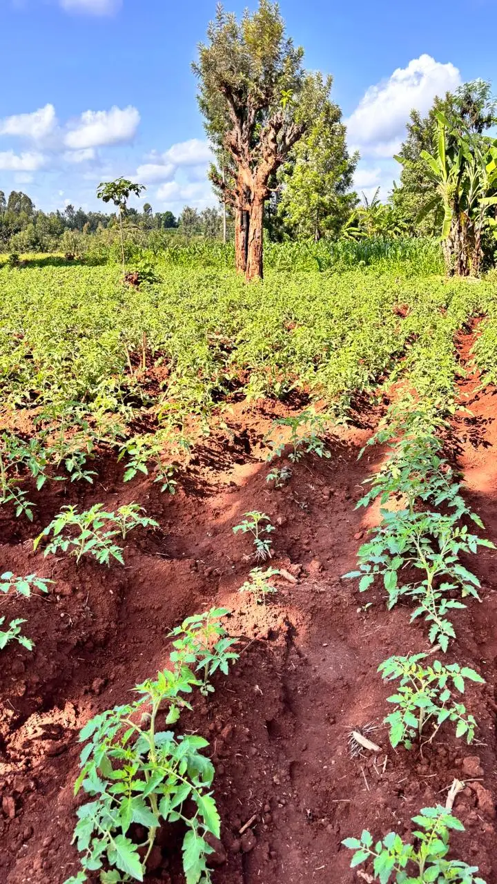 LAND FOR SALE IN KUTUS, KERUGOYA.