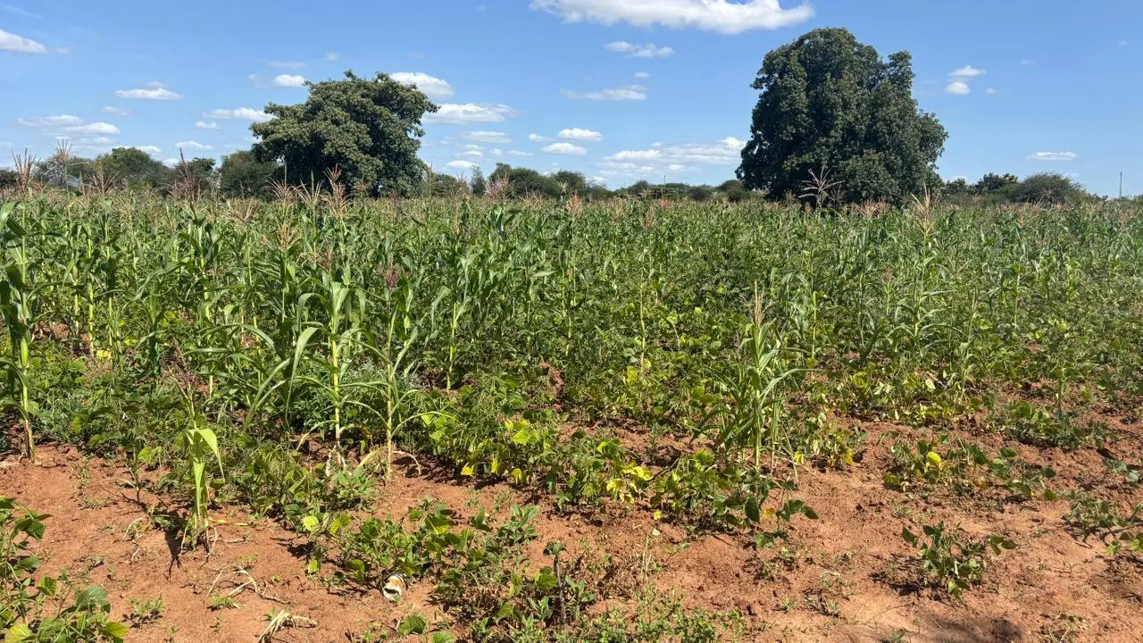 5 ACRES FOR SALE IN MACHAKOS, MASINGA.