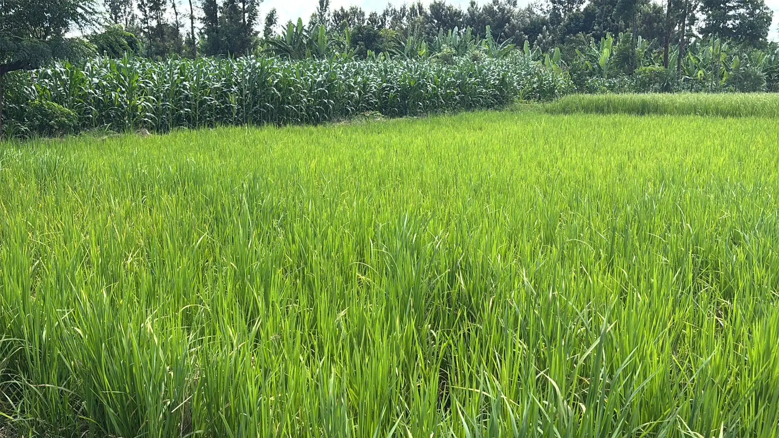 1 ACRE FOR SALE IN KIRINYAGA, KIMBIMBI.