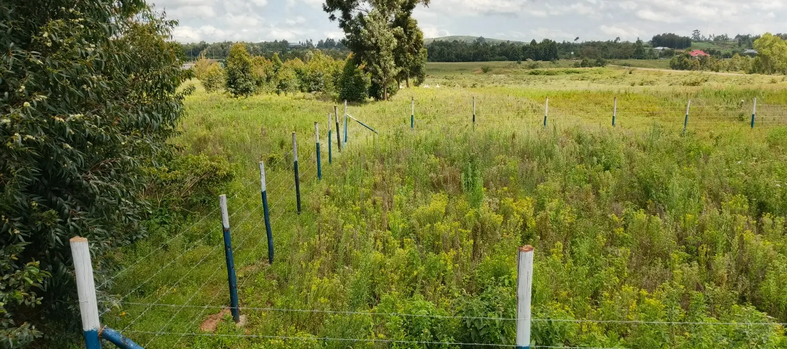 50 BY 100 PLOTS FOR SALE IN KIKUYU, NGUIRUBI.