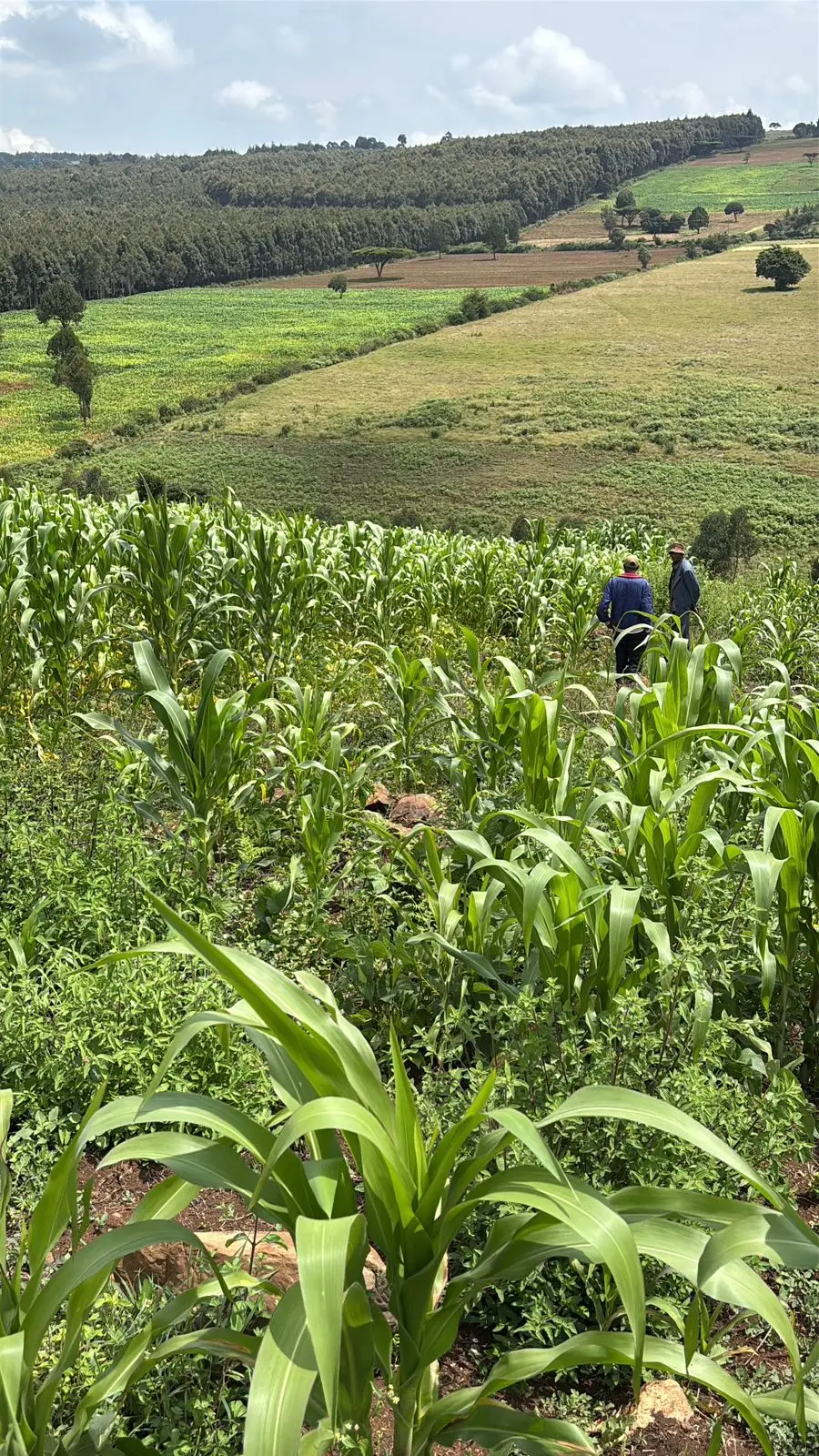13 ACRES FOR SALE IN LAIKIPIA WEST, IGWAMITI SALAMA.