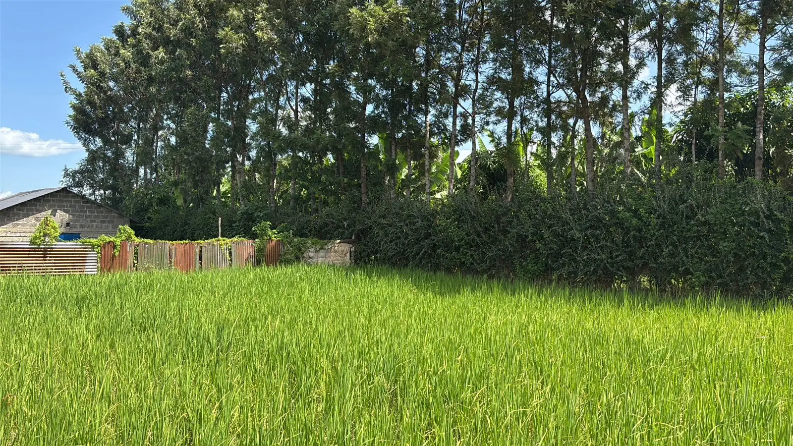 1 ACRE FOR SALE IN KIRINYAGA, KIMBIMBI.