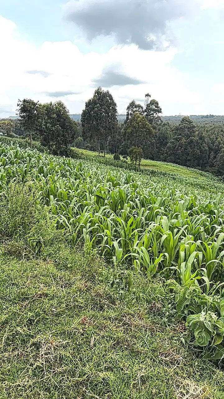 LAND FOR SALE IN NYAHURURU, IGWAMITI.