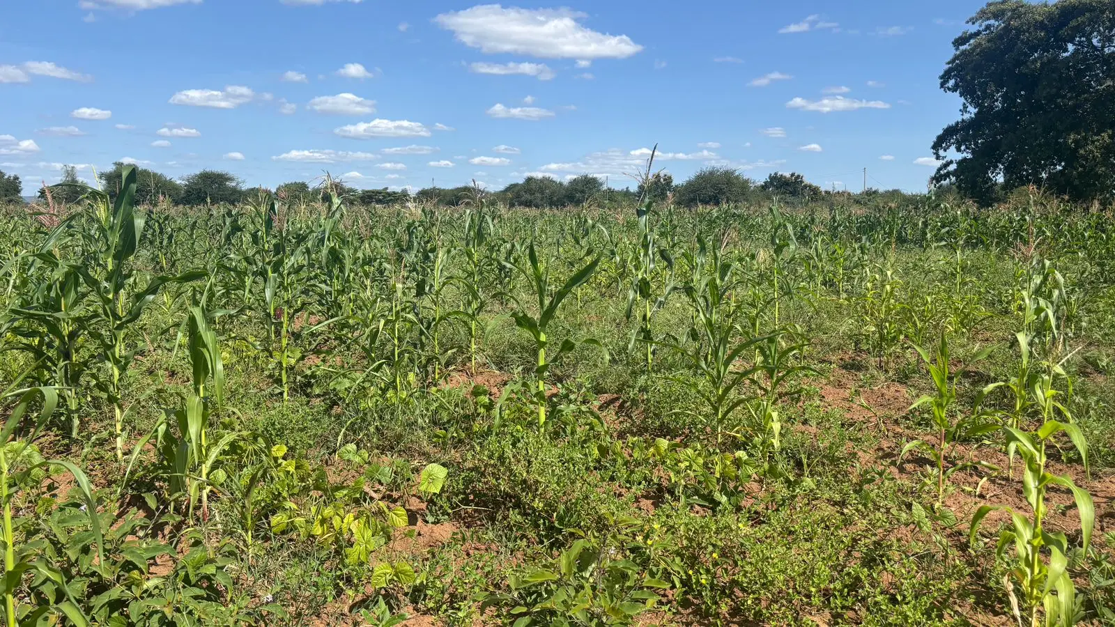 5 ACRES FOR SALE IN MACHAKOS, MASINGA.