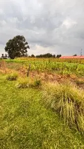 1/2 ACRE FOR SALE IN NYANDARU, ENGINEER TOWN.