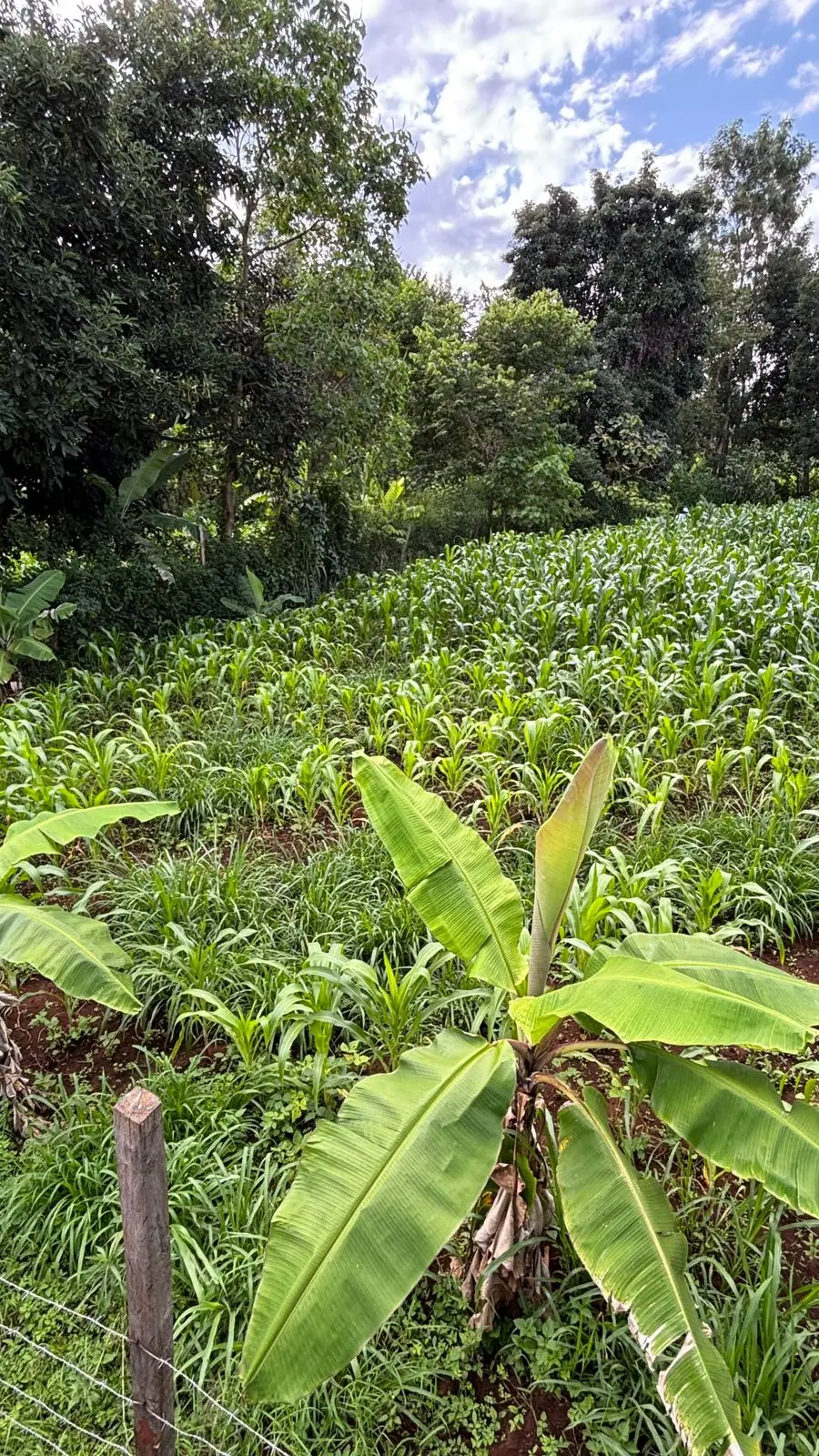 1 ACRE FOR SALE IN KIRINYAGA, KIRUGOYA.