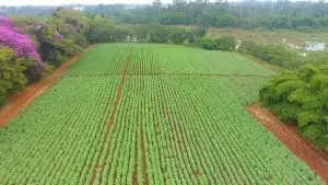 2 ACRES FOR SALE IN THIKA, MAKONGENI.