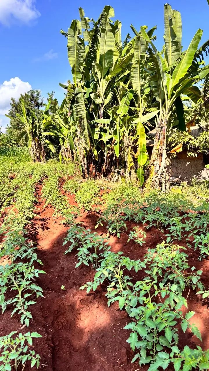 LAND FOR SALE IN KUTUS, KERUGOYA.
