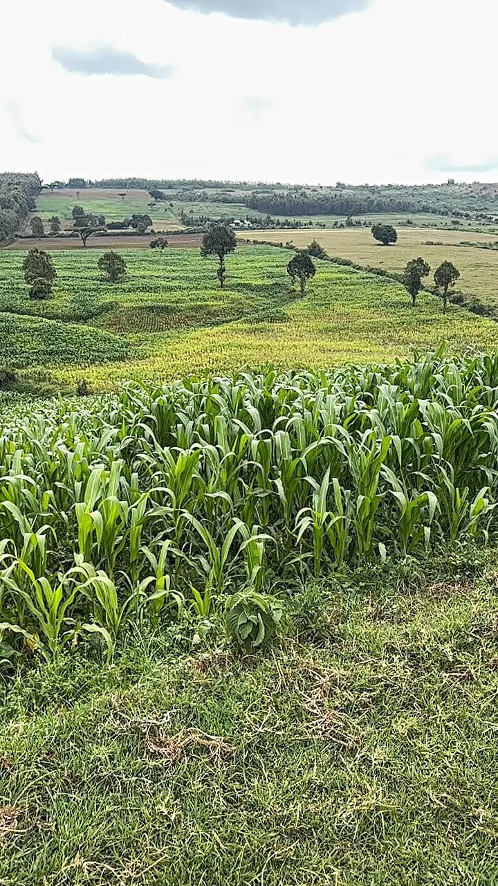 LAND FOR SALE IN LAIKIPIA WEST, IGWAMITI SALAMA.