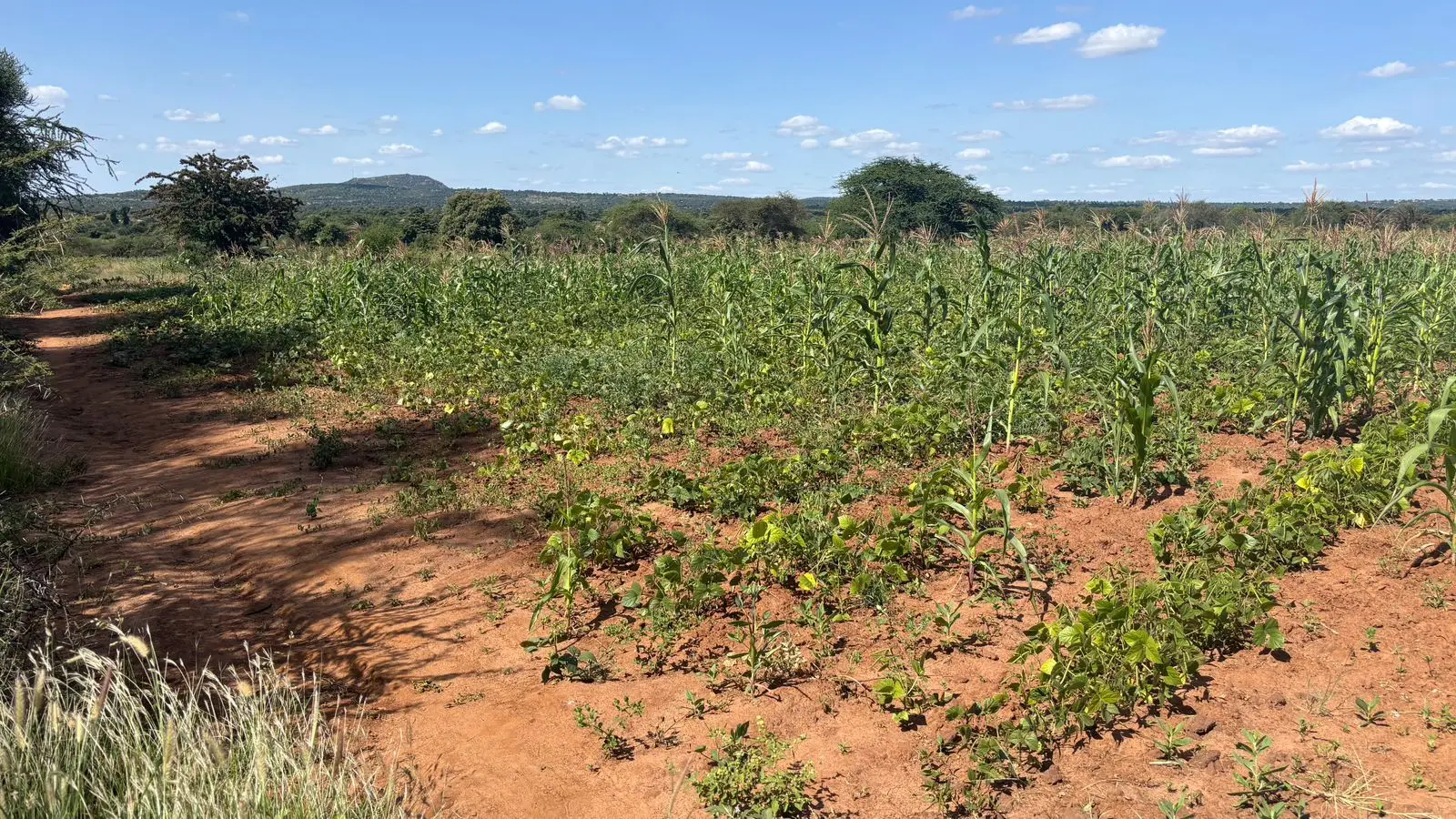 LAND FOR SALE IN MACHAKOS, MASINGA.