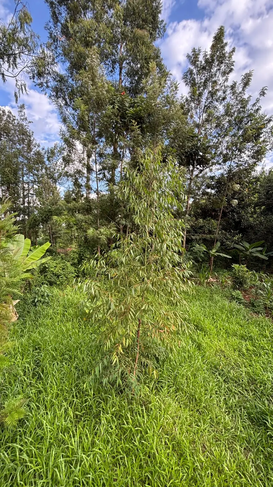 QUARTER ACRE FOR SALE IN KIRINYAGA, KIRUGOYA.