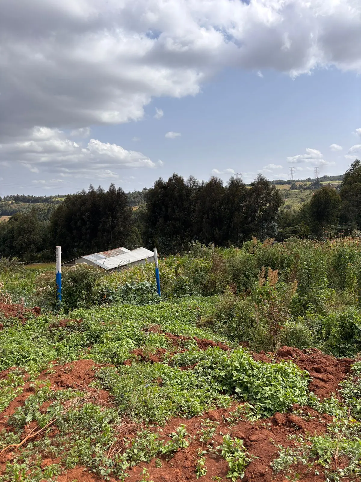 50 BY 100 PLOTS FOR SALE IN KIKUYU, THIGIO.
