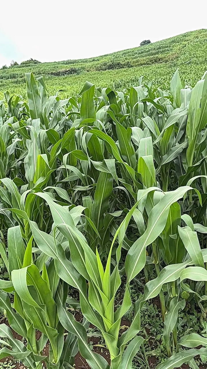 LAND FOR SALE IN NYAHURURU, IGWAMITI.