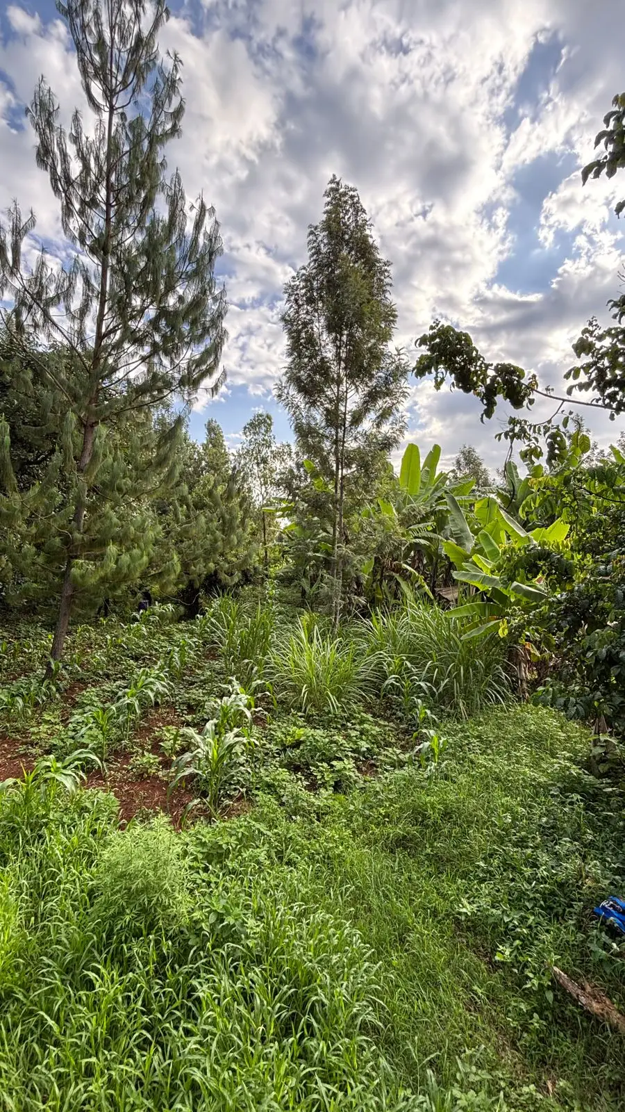 QUARTER ACRE FOR SALE IN KIRINYAGA, KIRUGOYA.