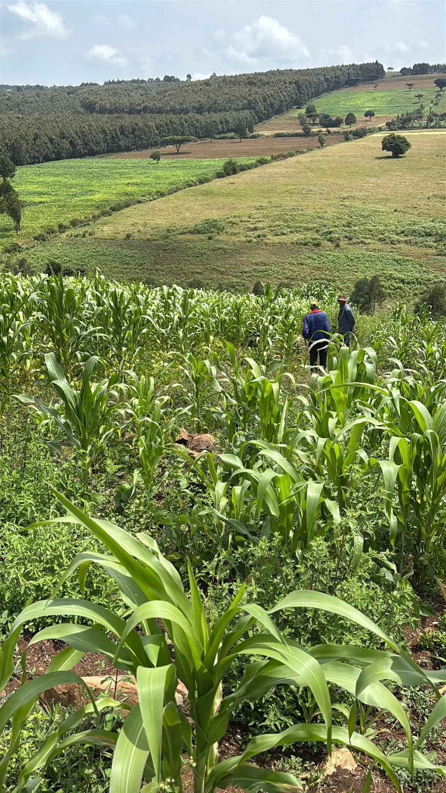 13 ACRES FOR SALE IN LAIKIPIA WEST, IGWAMITI SALAMA.