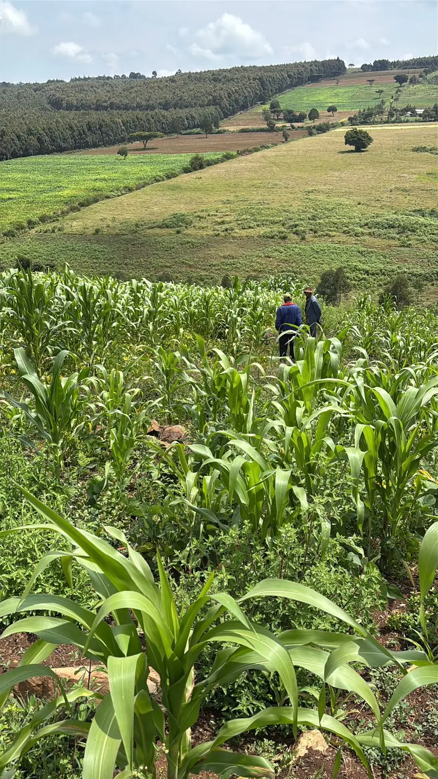 13 ACRES FOR SALE IN LAIKIPIA WEST, IGWAMITI SALAMA.
