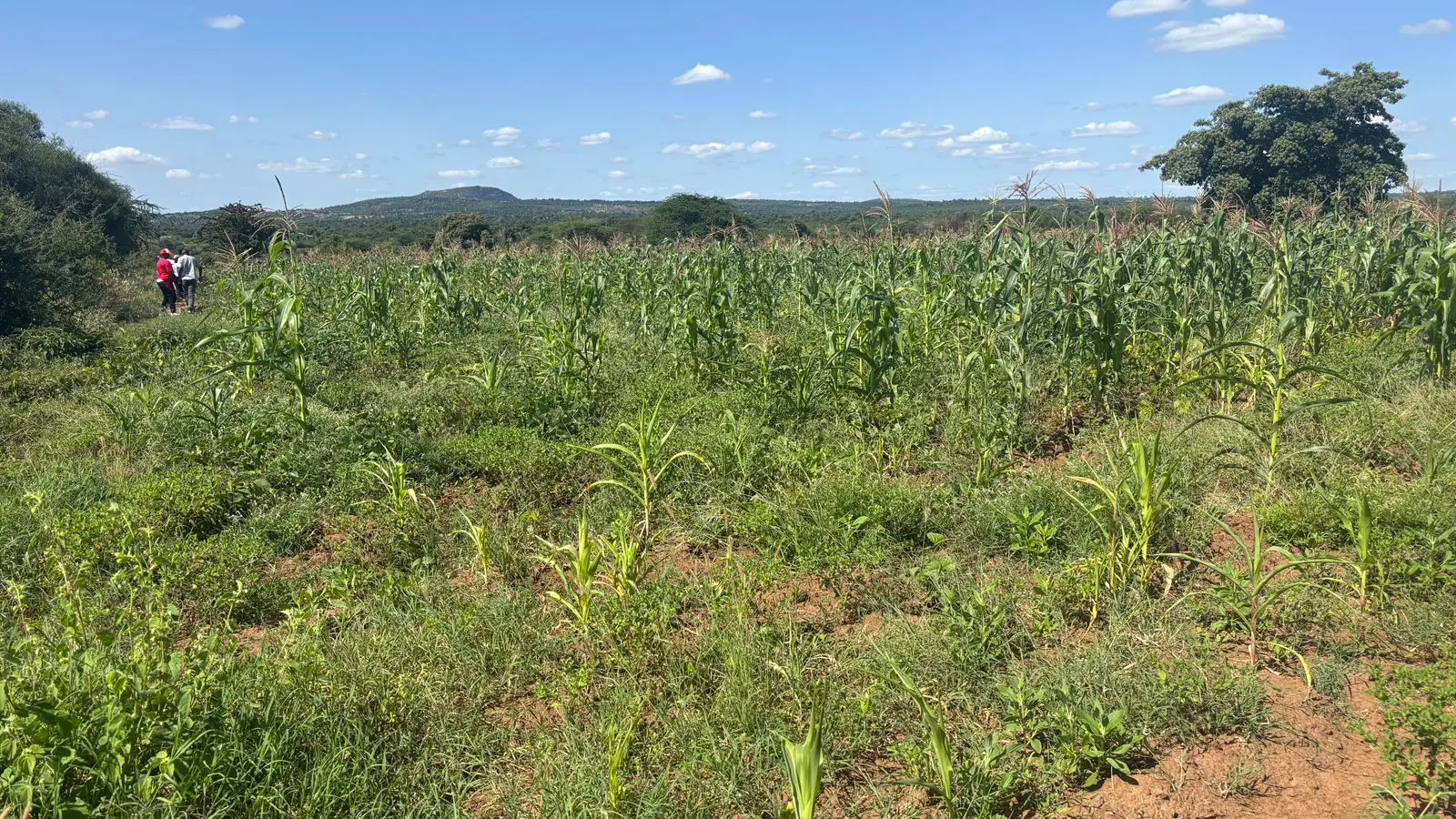 5 ACRES FOR SALE IN MACHAKOS, MASINGA.