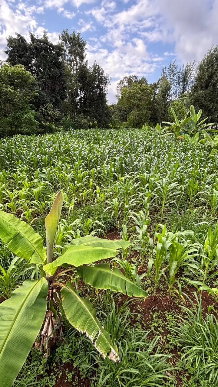 Quater Acre for Sale in Kirugoya.