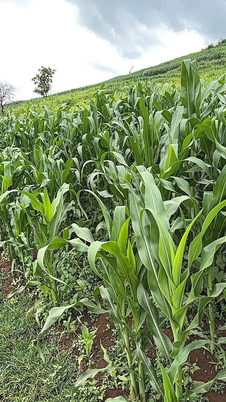 LAND FOR SALE IN NYAHURURU, IGWAMITI.