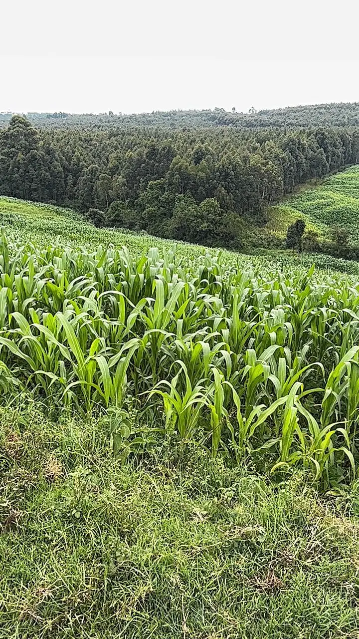 LAND FOR SALE IN NYAHURURU, IGWAMITI.