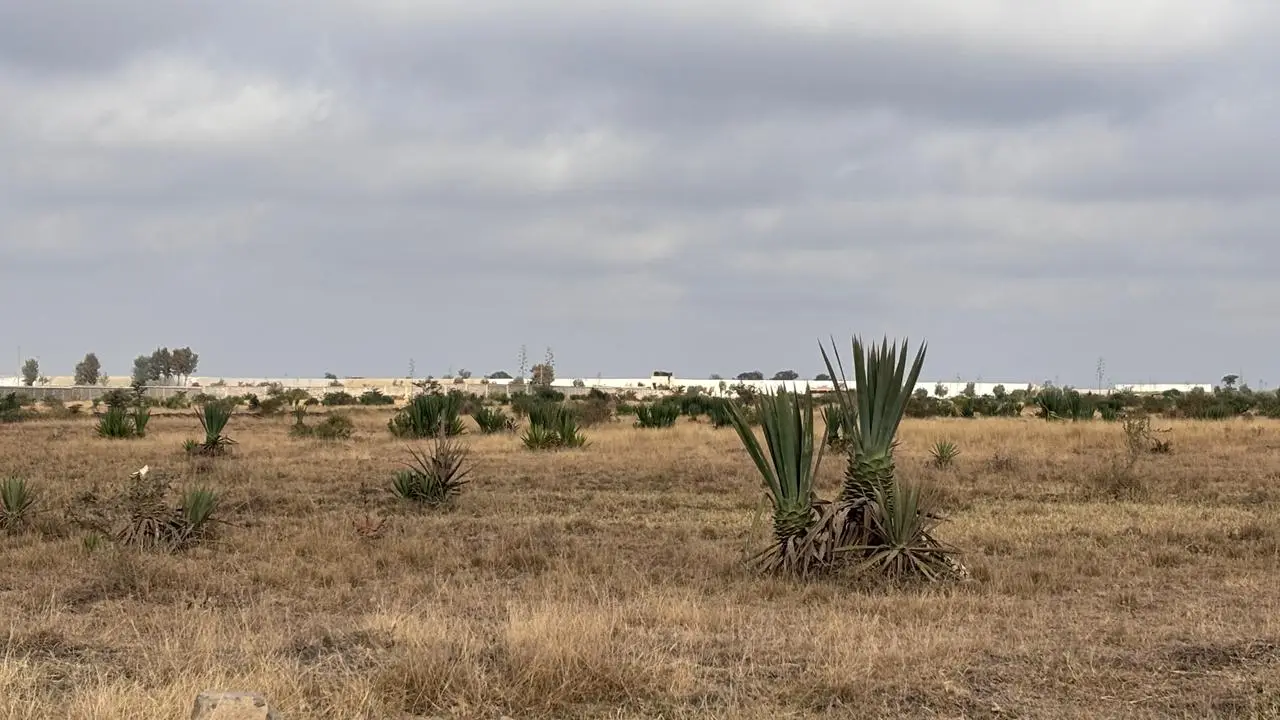 50 BY 100 PLOTS FOR SALE IN JUJA, KALIMONI.