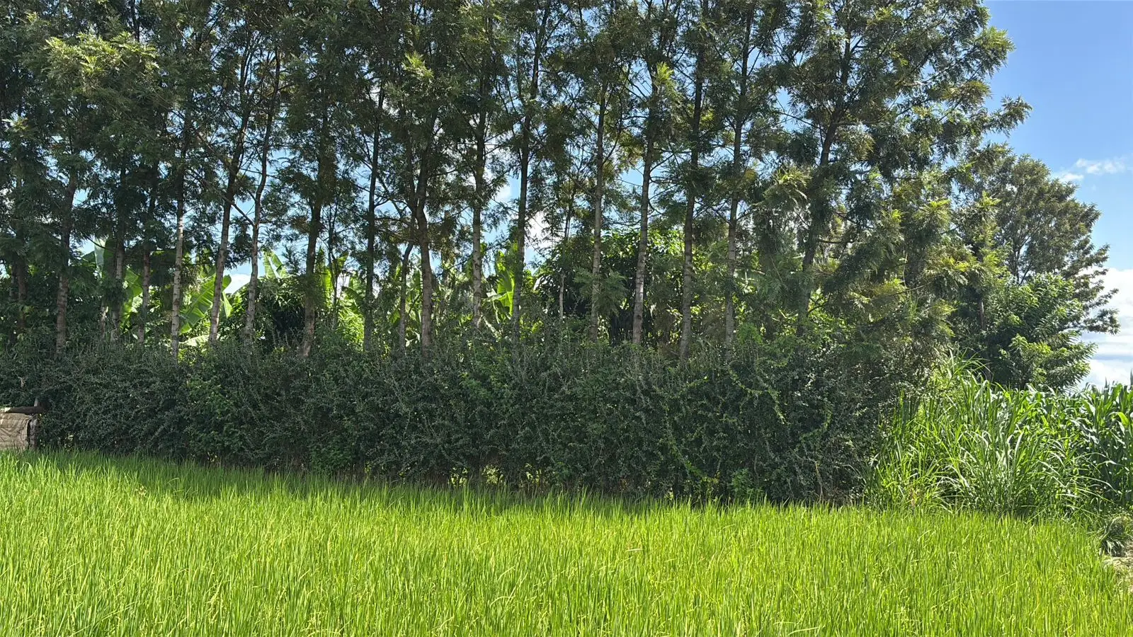 1 ACRE FOR SALE IN KIRINYAGA, KIMBIMBI.