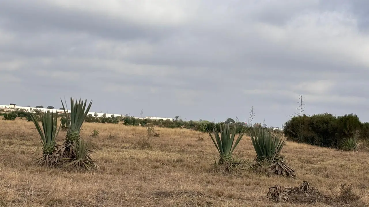 50 BY 100 PLOTS FOR SALE IN JUJA, KALIMONI.