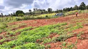 50 BY 100 PLOTS FOR SALE IN KIKUYU, THIGIO.