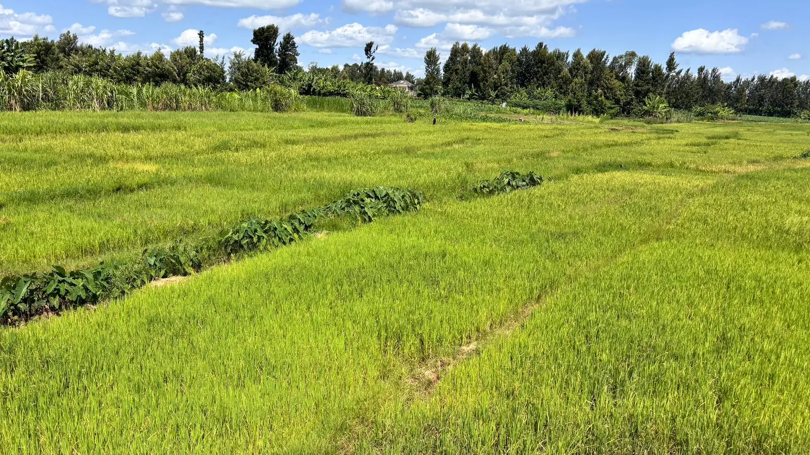 1 ACRE FOR SALE IN KIRINYAGA, KIMBIMBI.