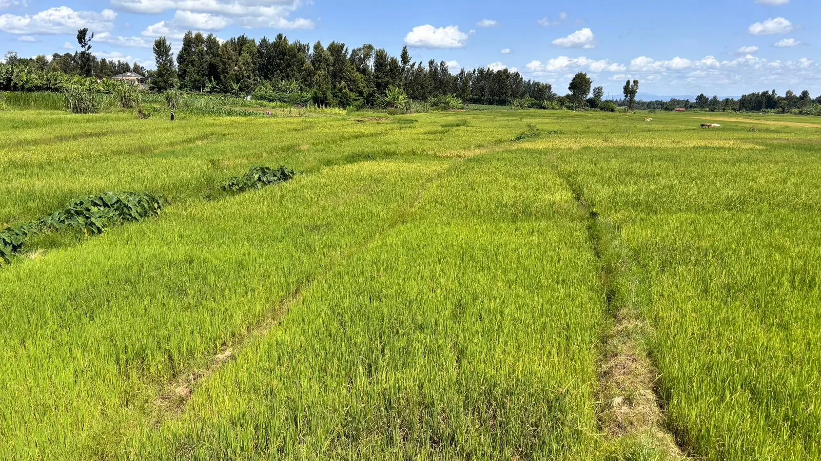 1 ACRE FOR SALE IN KIRINYAGA, KIMBIMBI.