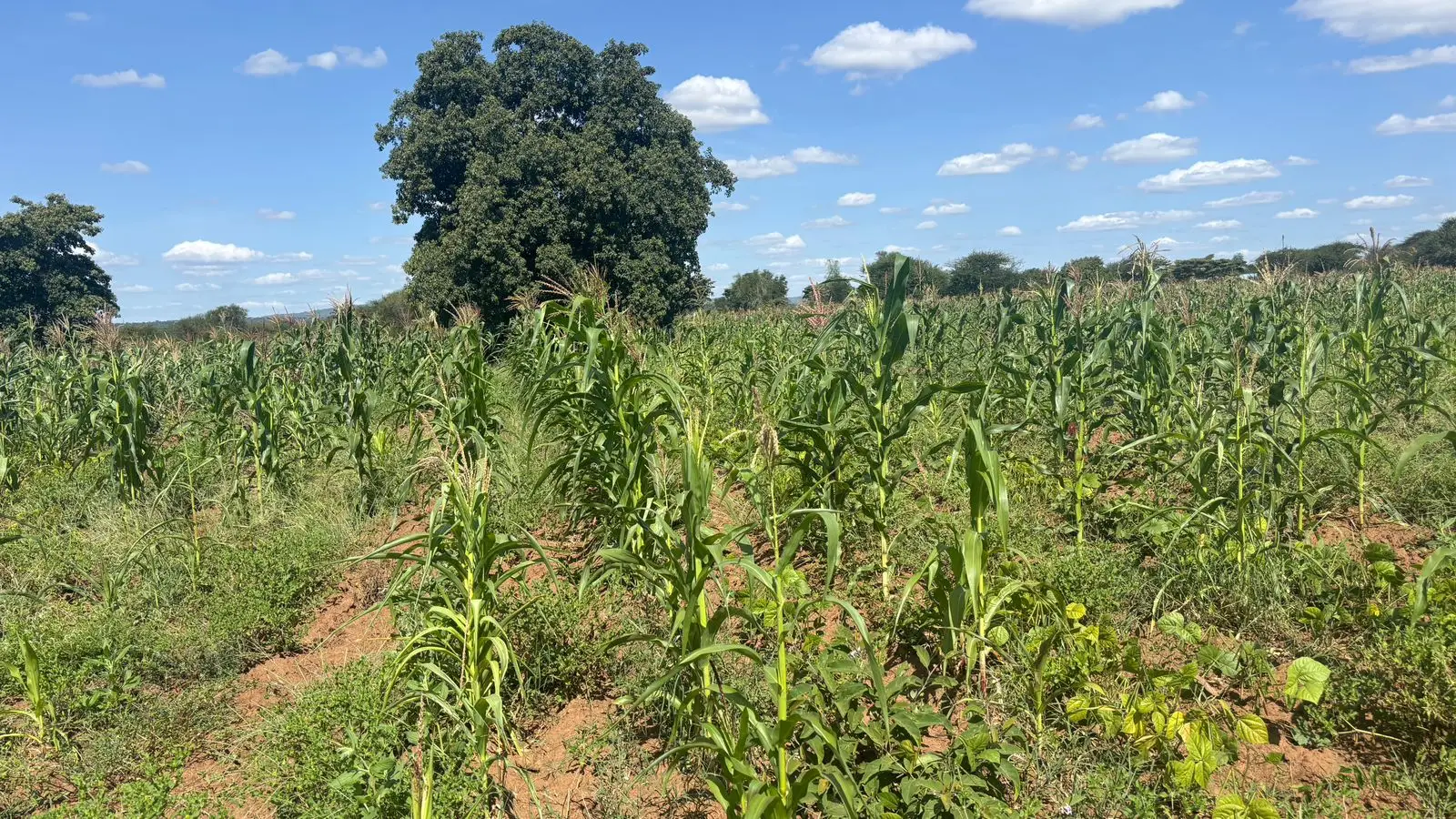 5 ACRES FOR SALE IN MACHAKOS, MASINGA.
