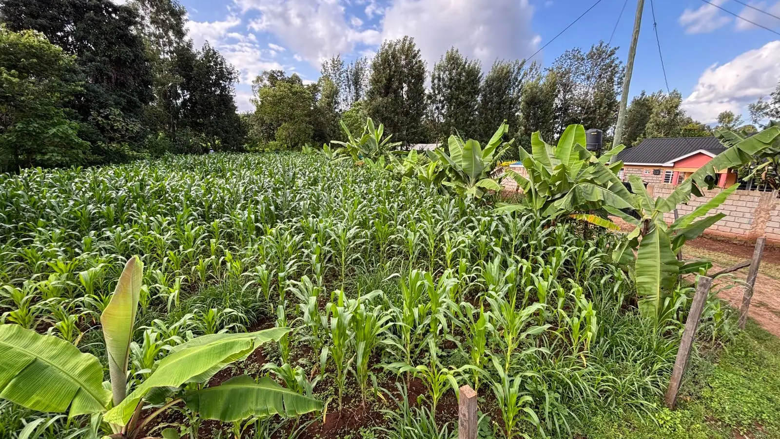 1 ACRE FOR SALE IN KIRINYAGA, KIRUGOYA.