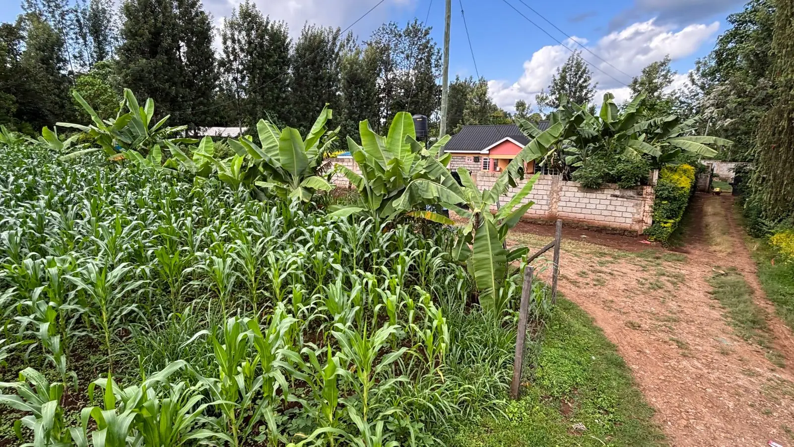 QUARTER ACRE FOR SALE IN KIRUGOYA.