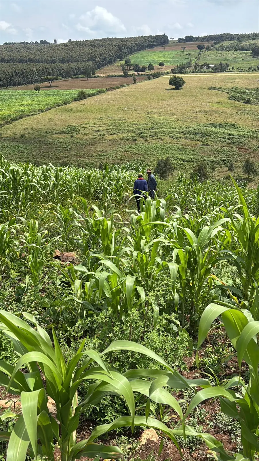 LAND FOR SALE IN LAIKIPIA WEST, IGWAMITI SALAMA.