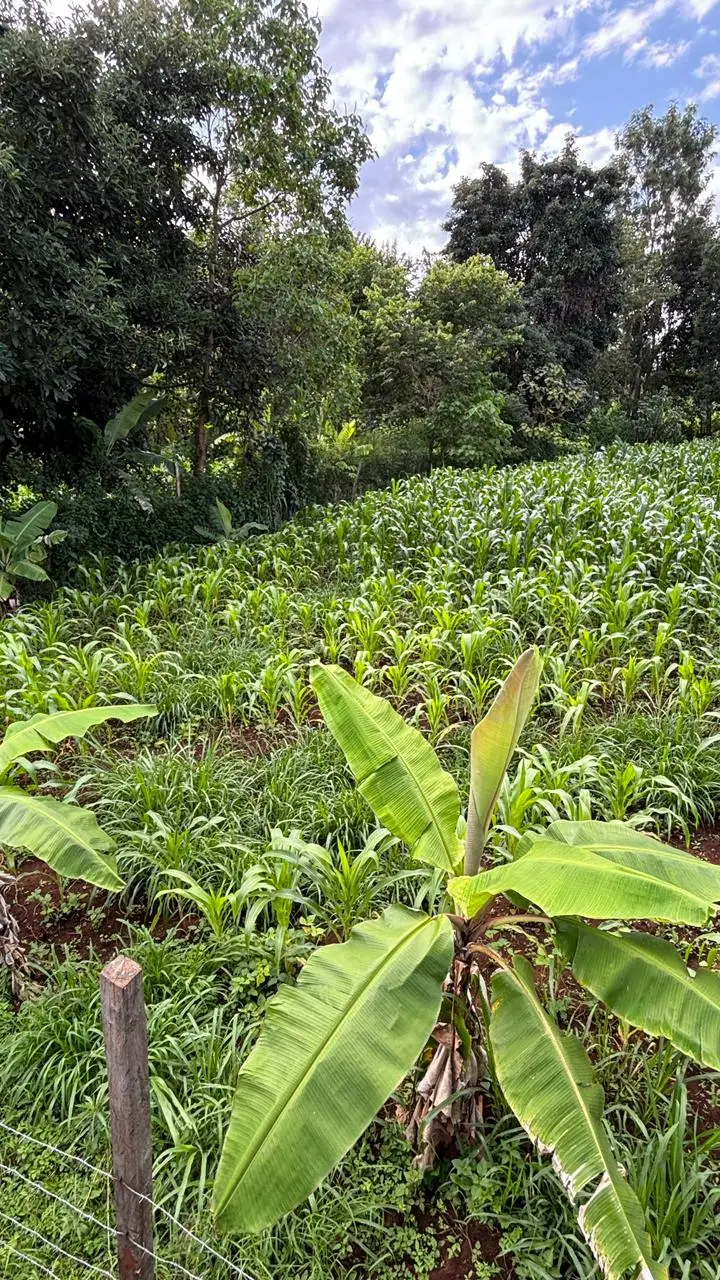 QUARTER ACRE FOR SALE IN KIRINYAGA, KIRUGOYA.