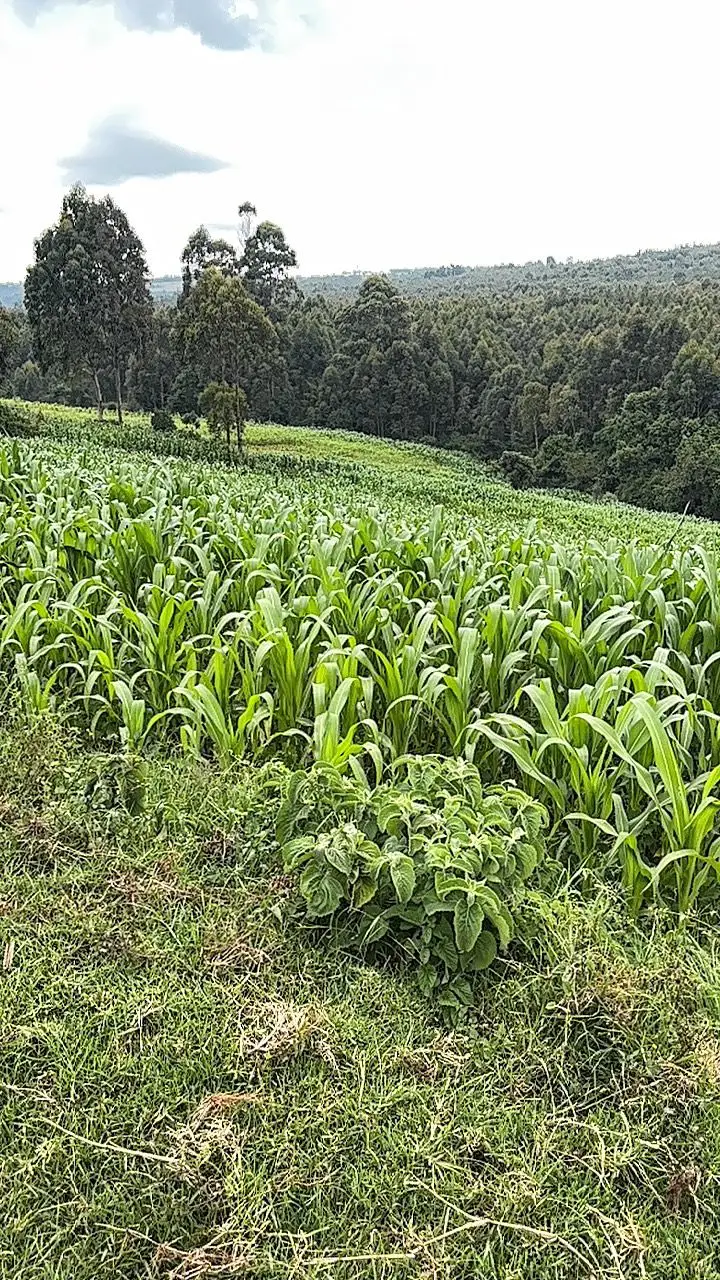 LAND FOR SALE IN NYAHURURU, IGWAMITI.