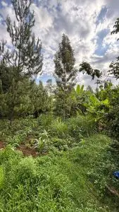QUARTER ACRE FOR SALE IN KIRUGOYA.