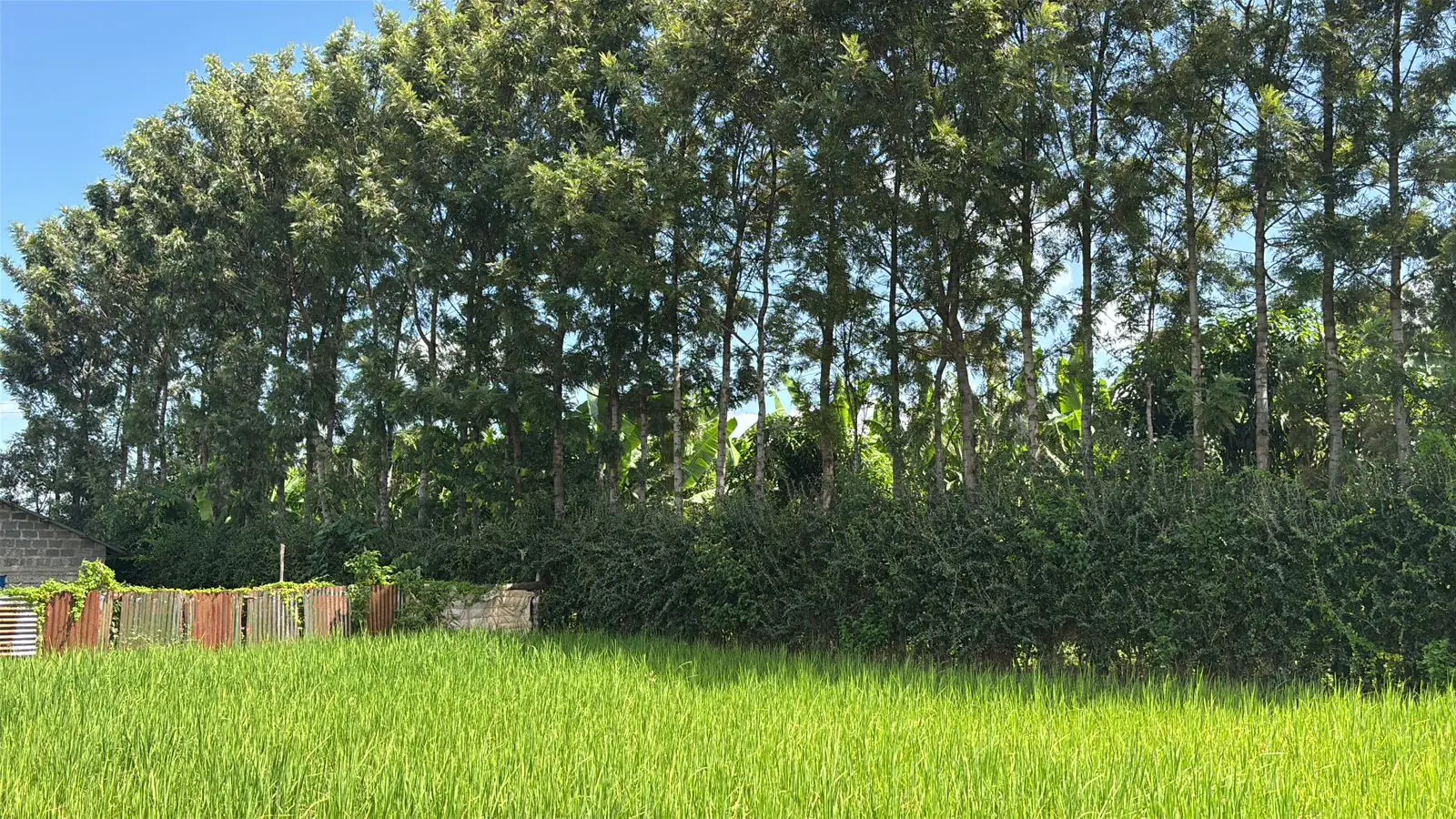 1 ACRE FOR SALE IN KIRINYAGA, KIMBIMBI.