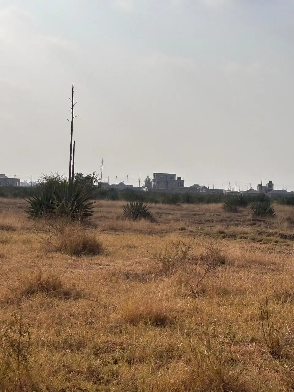50 BY 100 PLOTS FOR SALE IN JUJA, KALIMONI.