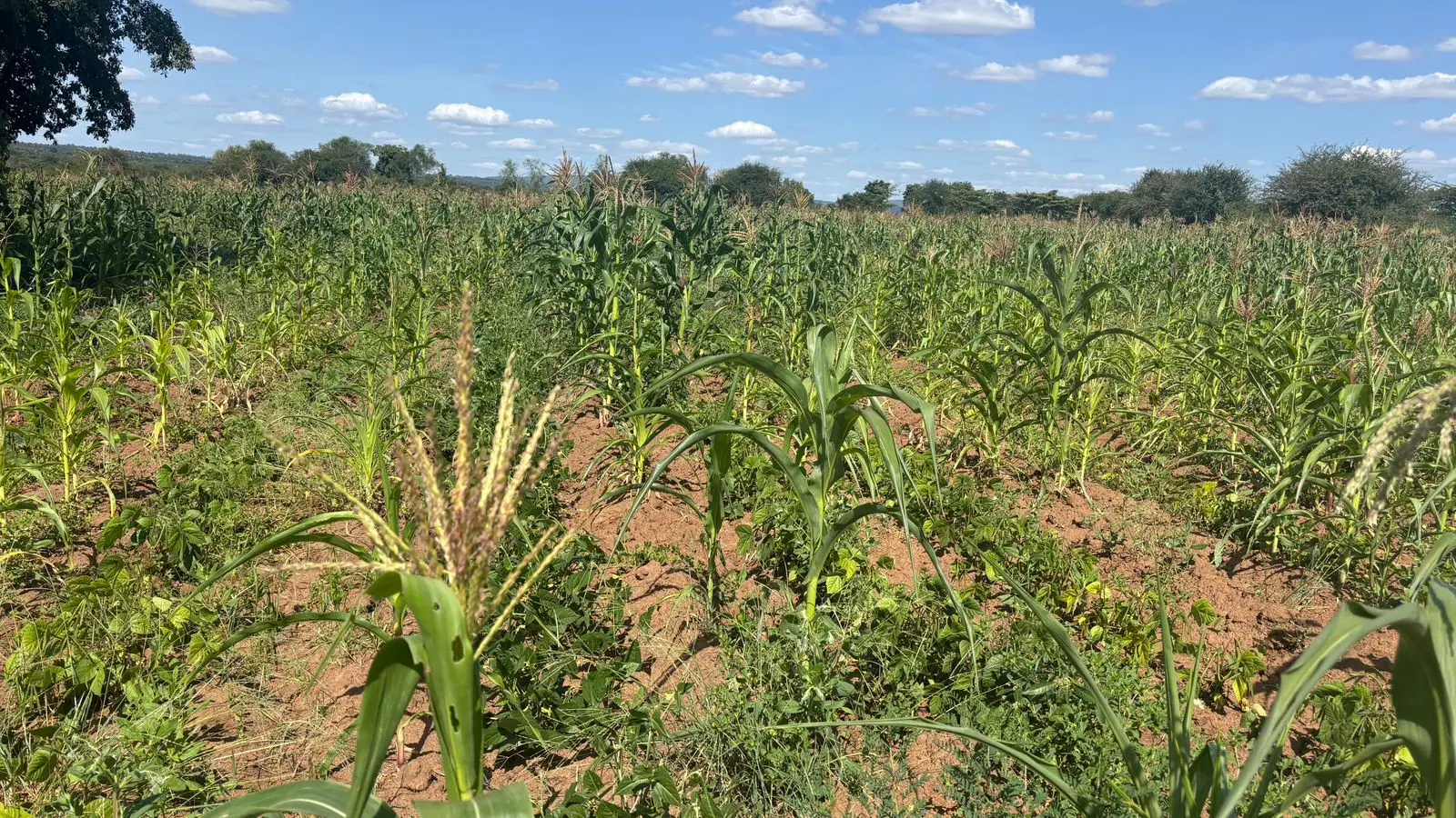 5 ACRES FOR SALE IN MACHAKOS, MASINGA.