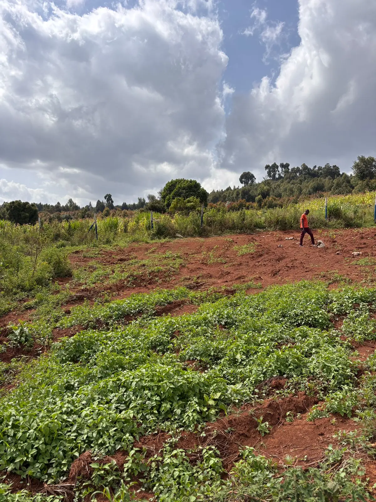 50 BY 100 PLOTS FOR SALE IN KIKUYU, THIGIO.