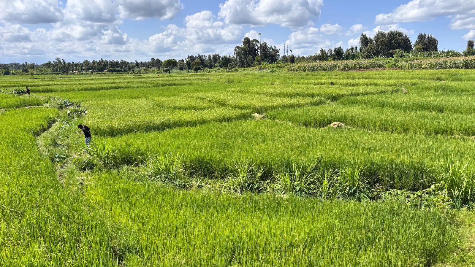 1 ACRE FOR SALE IN KIRINYAGA, KIMBIMBI.