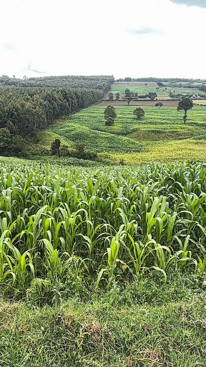 LAND FOR SALE IN NYAHURURU, IGWAMITI.