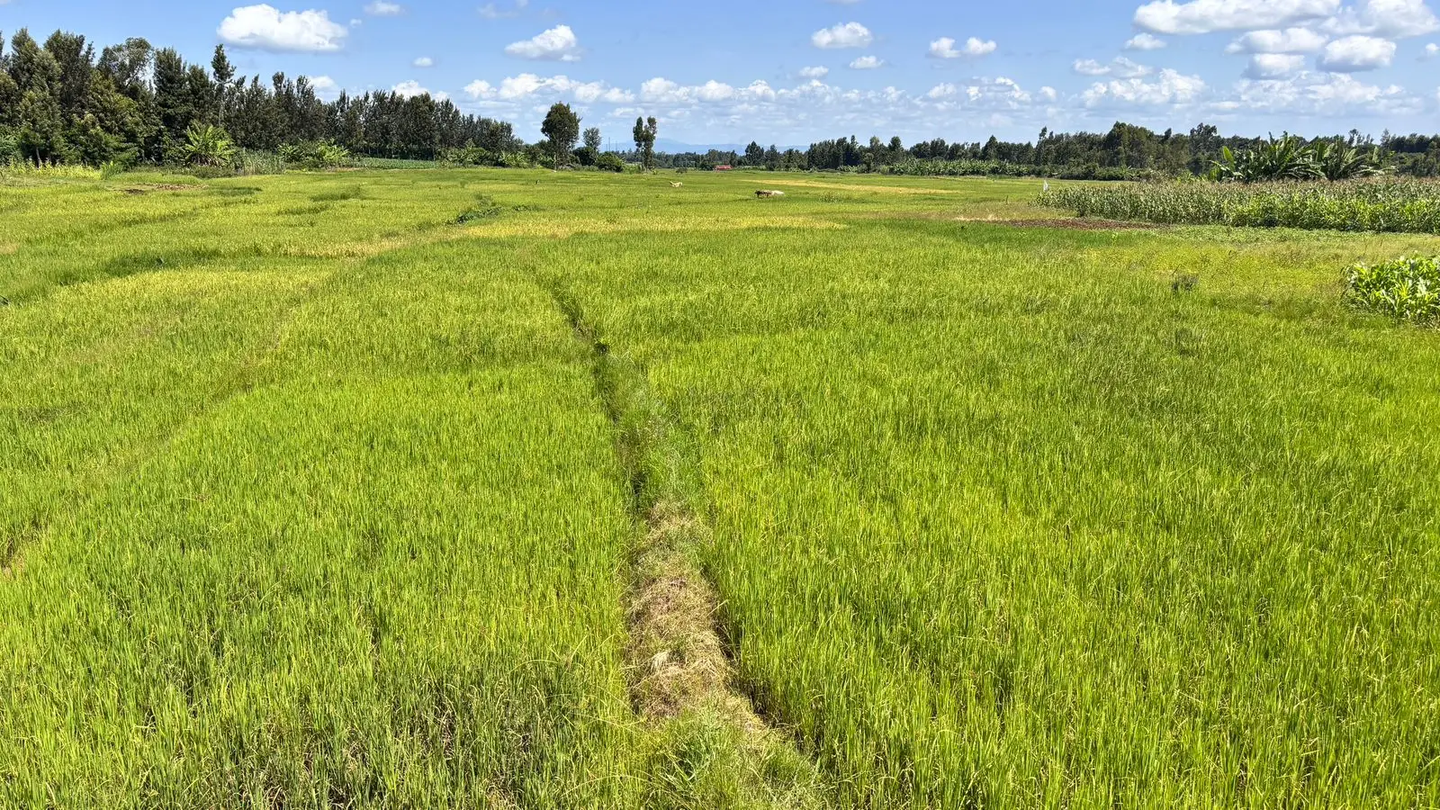 1 ACRE FOR SALE IN KIRINYAGA, KIMBIMBI.