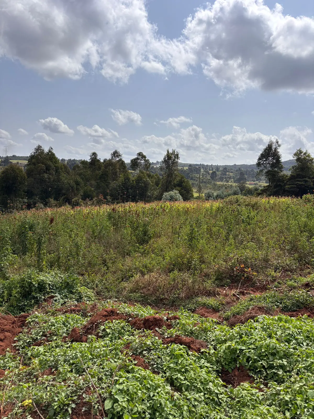 50 BY 100 PLOTS FOR SALE IN KIKUYU, THIGIO.