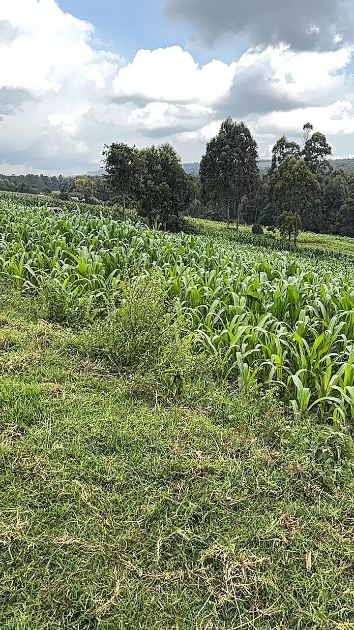 LAND FOR SALE IN NYAHURURU, IGWAMITI.