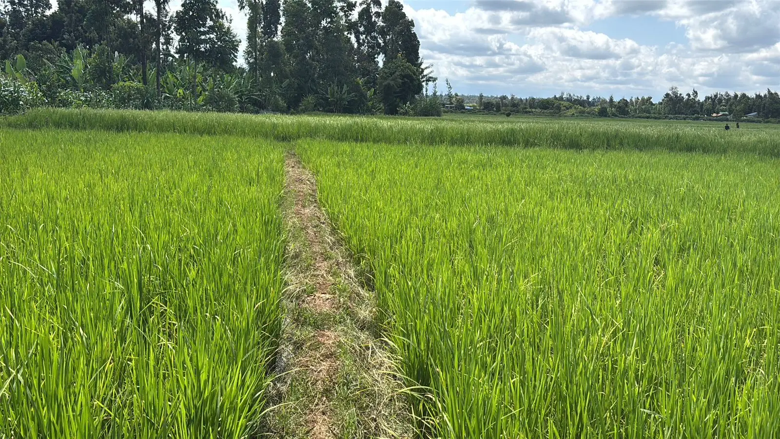 1 ACRE FOR SALE IN KIRINYAGA, KIMBIMBI.