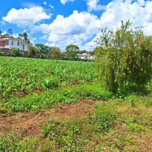 1 ACRE FOR SALE IN LIMURU, TIGONI.