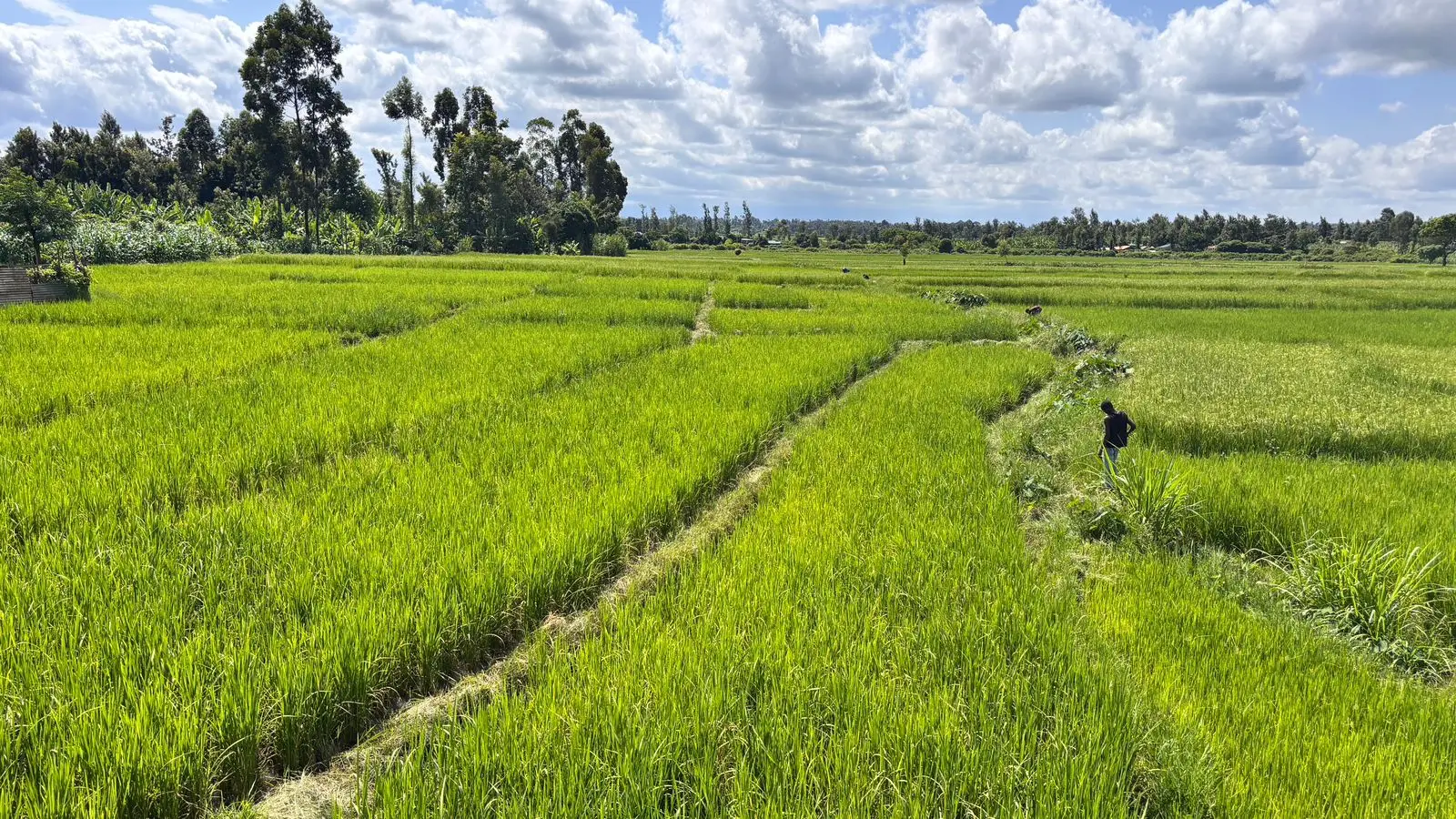 1 ACRE FOR SALE IN KIRINYAGA, KIMBIMBI.