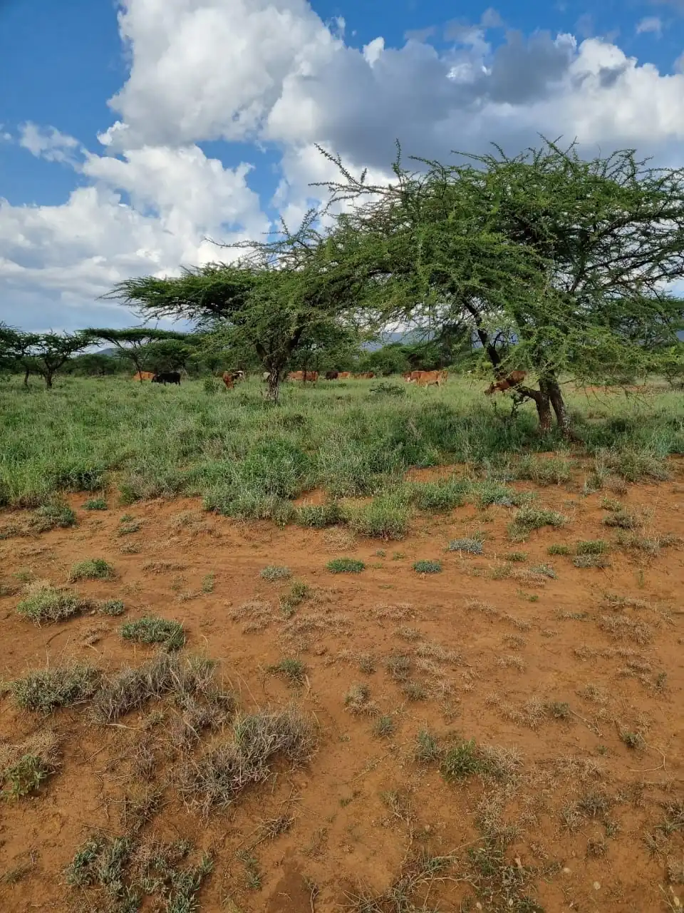 2 ACRES FOR SALE IN KAJIADO NORTH, NGONG.